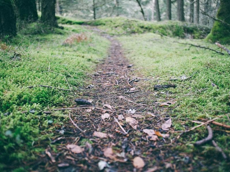 I will edit and critique your book manuscript